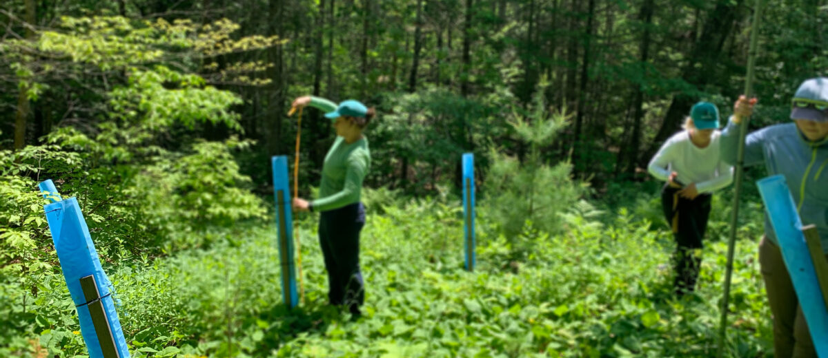 Ecology technicians monitor tree seedlings in a Future Forest plot