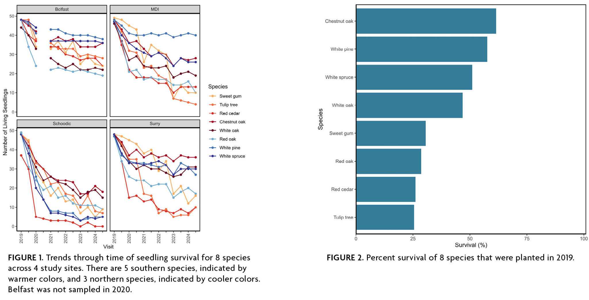 Figure 1: A four paneled figure with one panel for each of the four sites showing the number of living seedlings from 2019 to 2024. In Belfast and MDI, white pine had the most living seedlings in 2024, while in Schoodic and Surry chestnut oak had the most living seedlings. Belfast has the most overall seedlings survive, and the number of seedlings per species stays consistent over time. In Schoodic, many seedlings died between 2019 and 2020, and overall the number of living seedlings is decreasing over time. Figure 2: A bar graph showing the percent survival of the 8 species. Chestnut oak had the highest survival with 61.5% of seedlings surviving to 2025. Tulip tree had the lowest survival with only 25.5% of seedlings surviving to 2025.