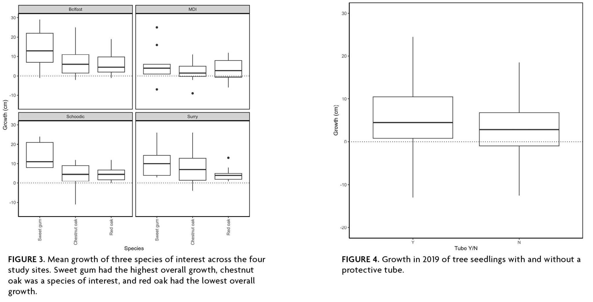 Fgure 3: A four paneled figure with one panel for each of the four study sites showing the growth in centimeters in 2024. Overall, the median growth for sweet gum was much higher at each site compared to the other species, and is highest in Belfast with a median growth of 14 cm. Red oak had the lowest overall growth, and is lowest in MDI with a median growth of 3 cm. Figure 4: Box and whisker plot showing the growth in centimeters of seedlings in 2019 with and without a protective tube. The median growth with a tube is 5.2 cm and the median growth without a tube is 2.7 cm.