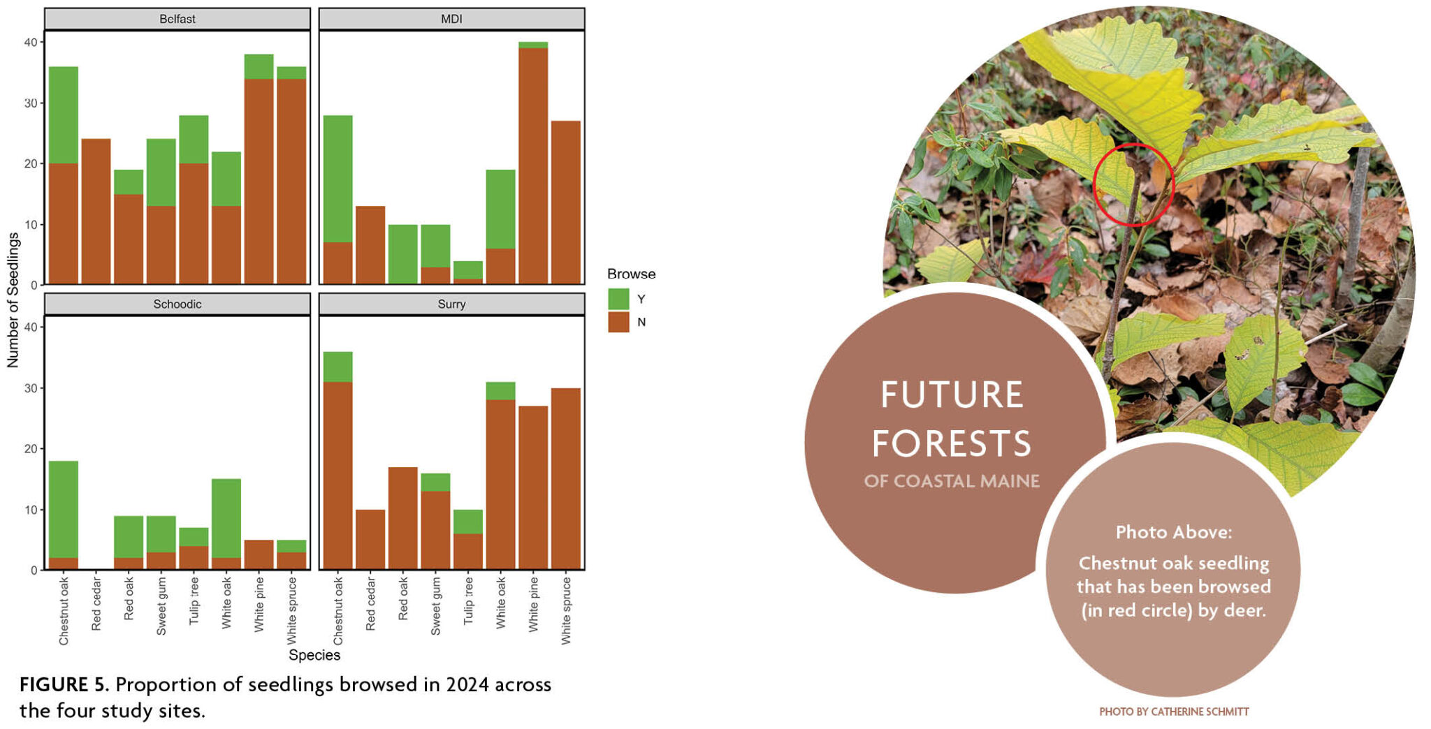 At left: A four paneled figure with one panel for each of the four study sites showing the proportion of seedlings browsed. Surrey has the least proportion of seedlings browsed while Schoodic has the most proportion of seedlings browsed. Schoodic also has the least number of living seedlings, so the bars are lower compared to the other sites. At right: Web graphic of three circles, with the top circle showing a photo of chestnut oak seedlings in a research plot showing an example of a browsed stem, which is sheared off at a slight angle and now browned by age. The bottom two circles are filled with solid color and text overlaid that reads Future Forests of Coastal Maine