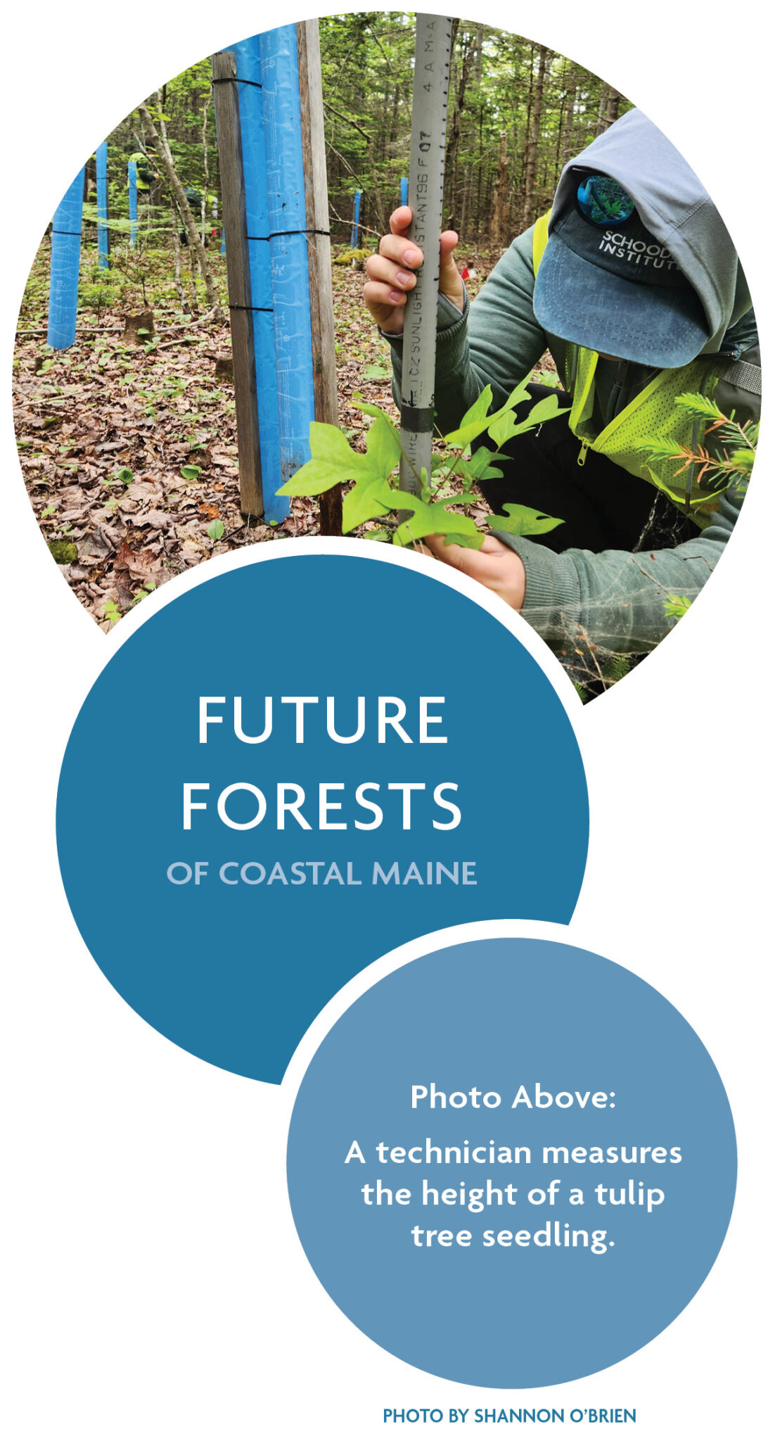 Web graphic of three circles, with the top circle showing a photo of a technician measuring the height of a tulip tree seedling with seedlings protected by blue tubes in the background. The bottom two circles are filled with solid color, and have overlaid text that reads: Future Forests of Coastal Maine