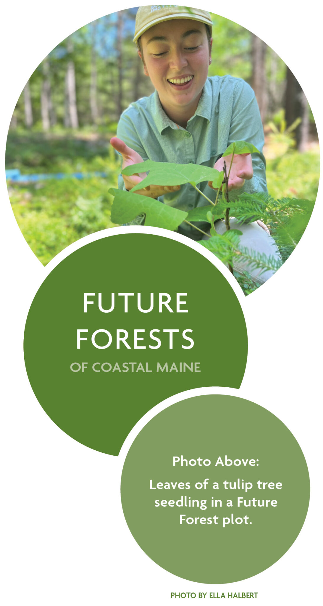 Web graphic of three circles, with the top circle showing a photo of leaves of a tulip tree seedling in a Future Forest plot. The bottom two circles are filled with solid color and one has overlaid text reading 'Fostering the Future Forests of Coastal Maine'