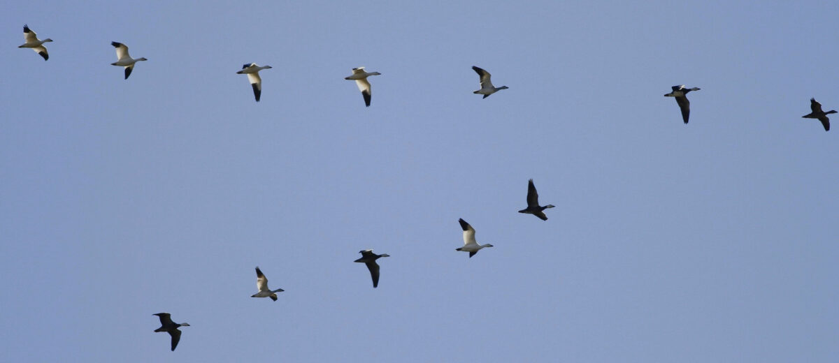 Snow geese soar through a blue sky in a 'V' formation