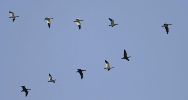 Snow geese soar through a blue sky in a 'V' formation