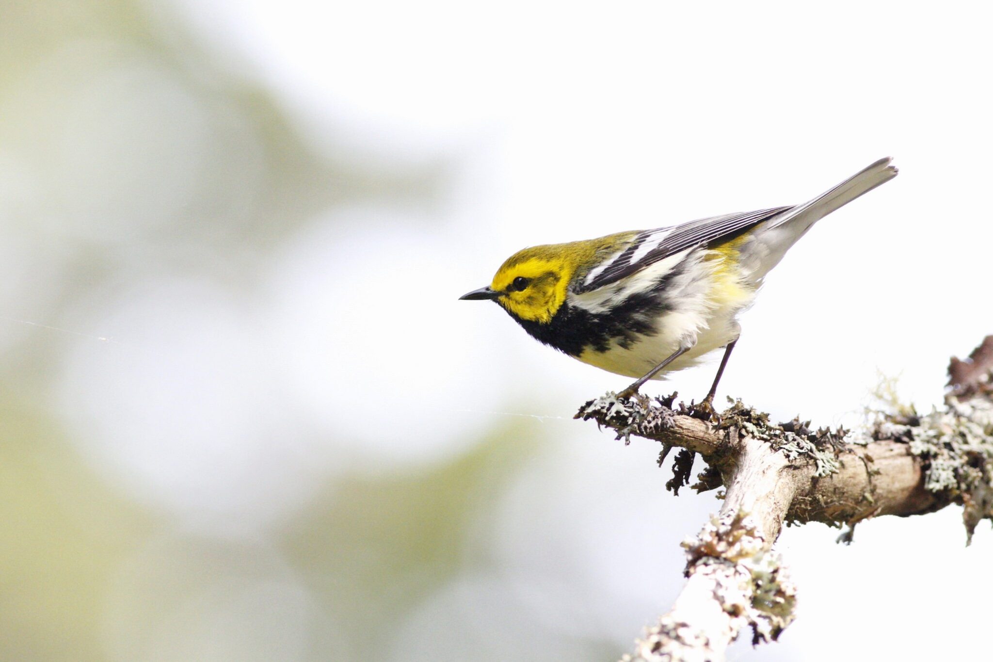 A lone, dead branch extends across the photo covered with lichens, while a Black-throated Green Warbler perches atop about to jump to its next foraging location. The warbler is yellow-faced, olive backed with two bold white wing bars, whitish below and showing the namesake black throat which turns to black streaks down the sides of the bird.