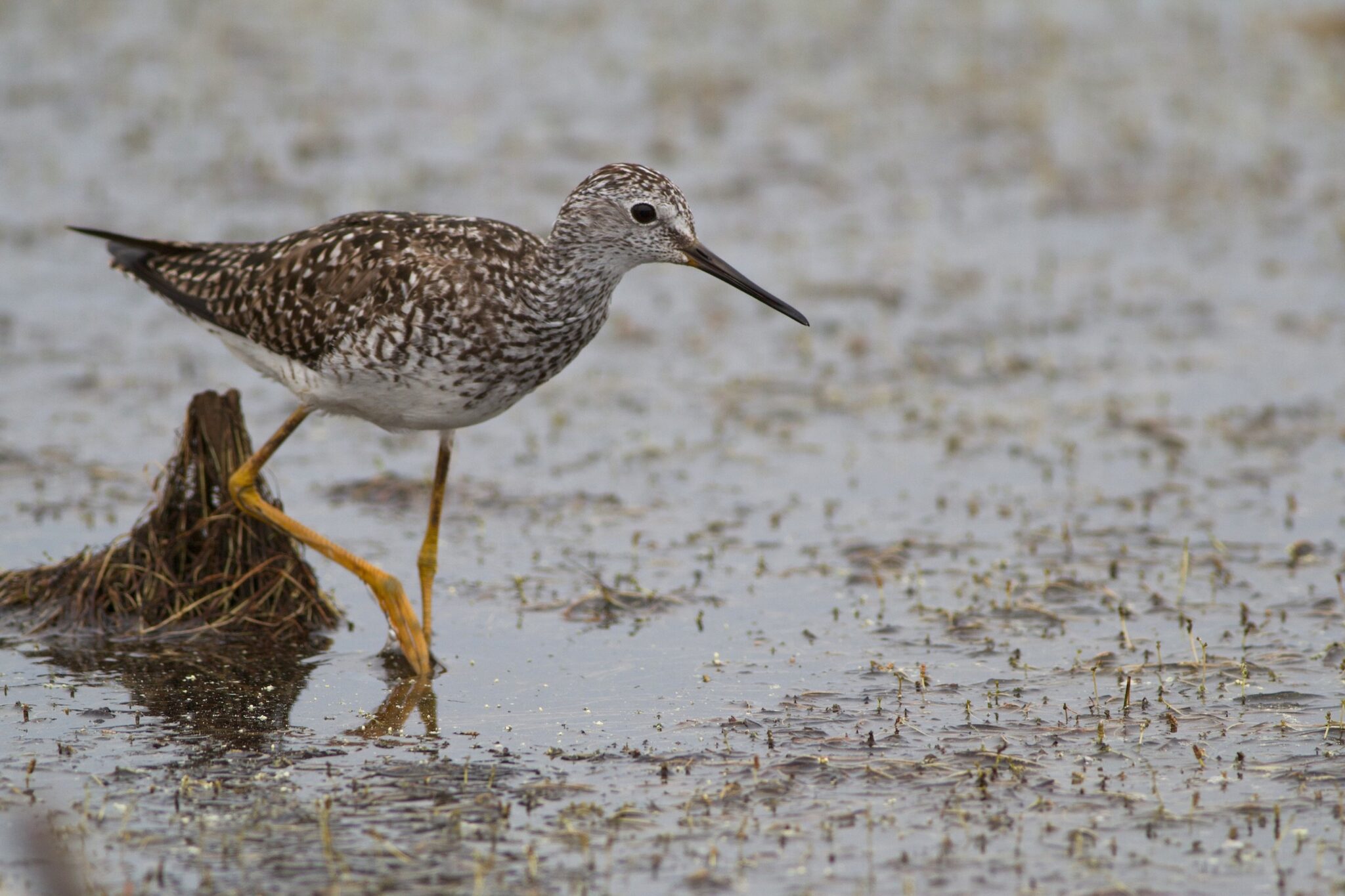 A tall, long-legged Lesser Yellowlegs stands in a shallow mucky pool looking for something to eat. Lesser Yellowlegs of course have long yellow legs, but also a brownish mottled body, and a long bill, though not nearly as long as a Greater Yellowlegs.