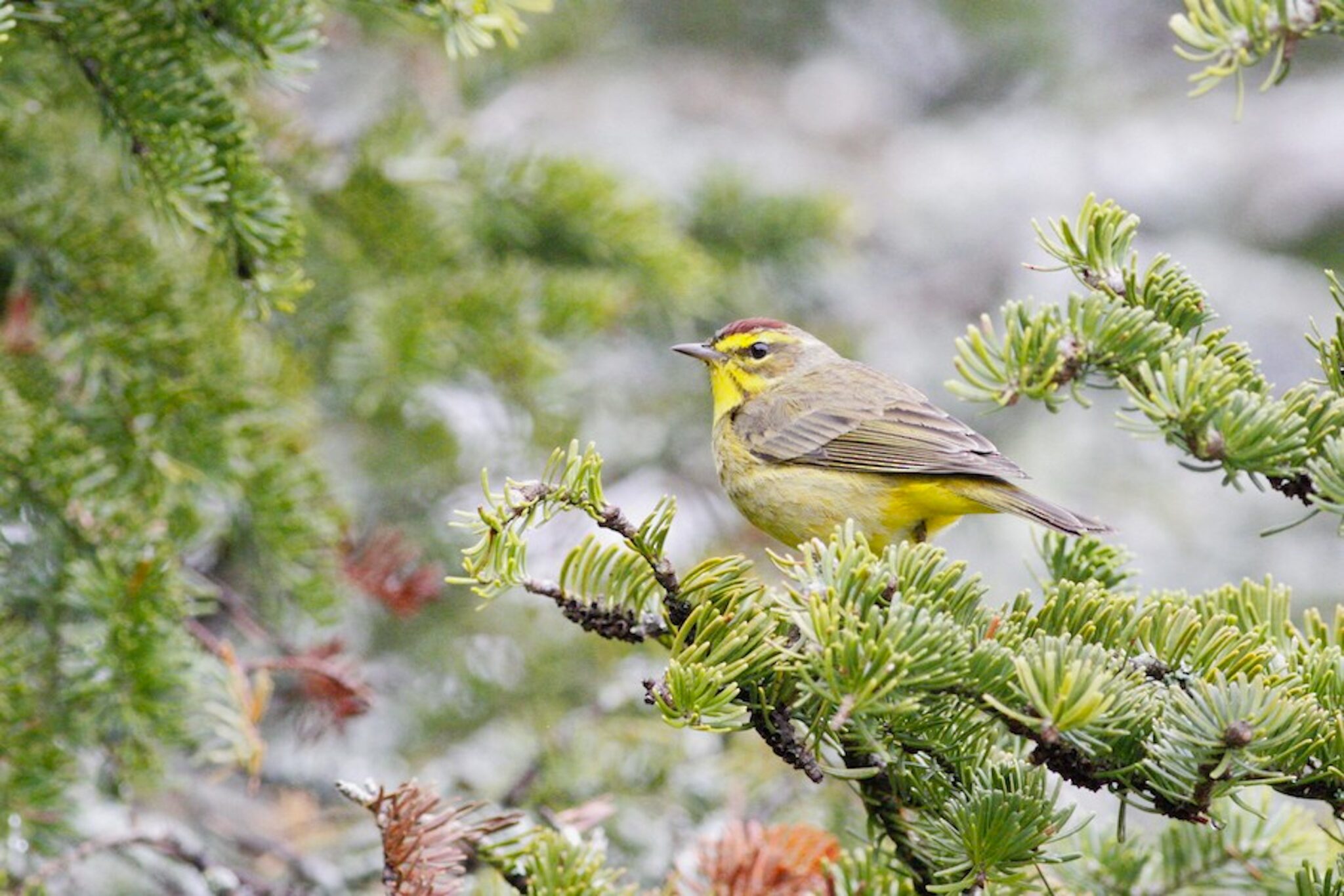 A Palm Warbler, yellow below and brownish above with a chestnut cap, sits in a balsam fir during migration.