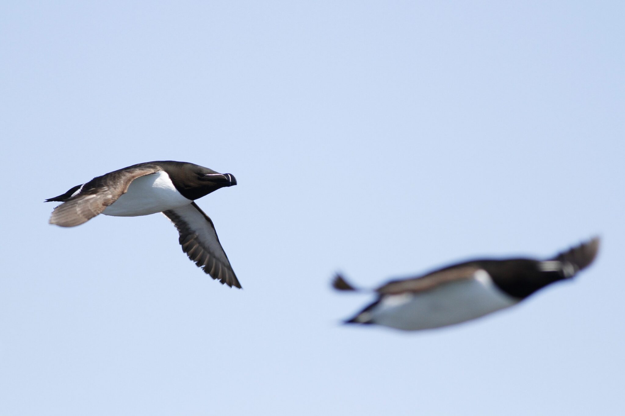 Two Razorbills in flight, one closer and in focus and the other further away and blurred.. These birds are shaped like chunky footballs with a distinctive tall black bill that’s actually pretty thin if you saw it head on (hence their name). They are satin black above and a clean white below, though their whole head and neck is also black.