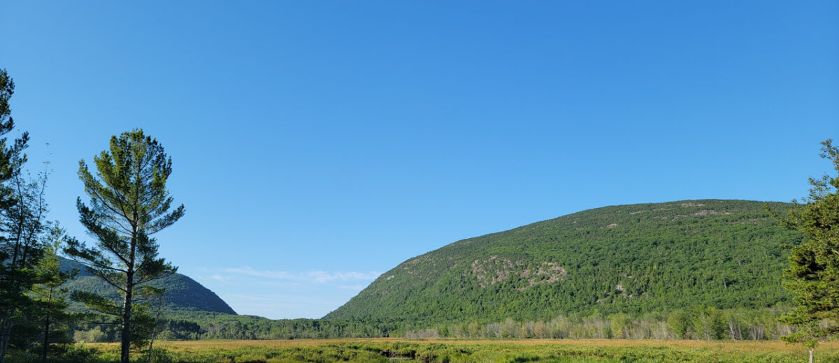 a stream flows through a wet meadow between mountains beneath a placid blue sky