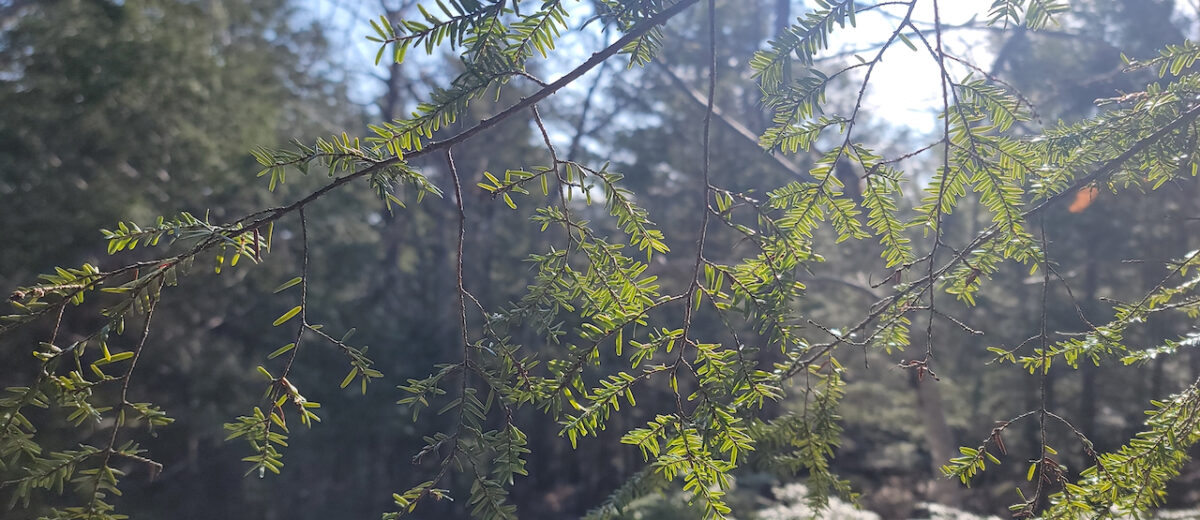sun shines through hemlock needles
