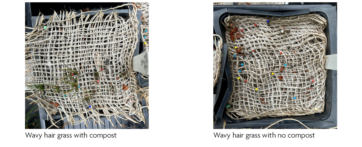 Wavy hair grass with compost on the left, vs. no compost on the right
