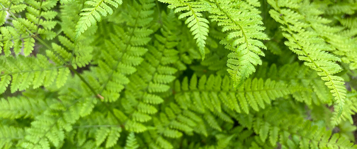 Close-up view of bright green ferns