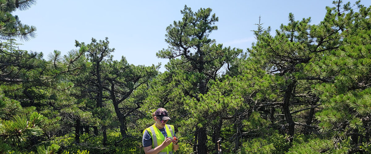 Caroline Kinaskie studies the pitch pines trees near the top of Dorr Mountain in Acadia on a clear, blue sky day