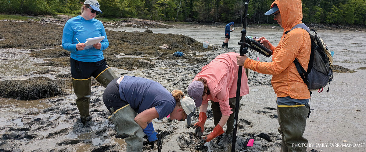 Researchers from Schoodic Institute and Manomet Conservation Sciences work together in the deep mud of the intertidal zone