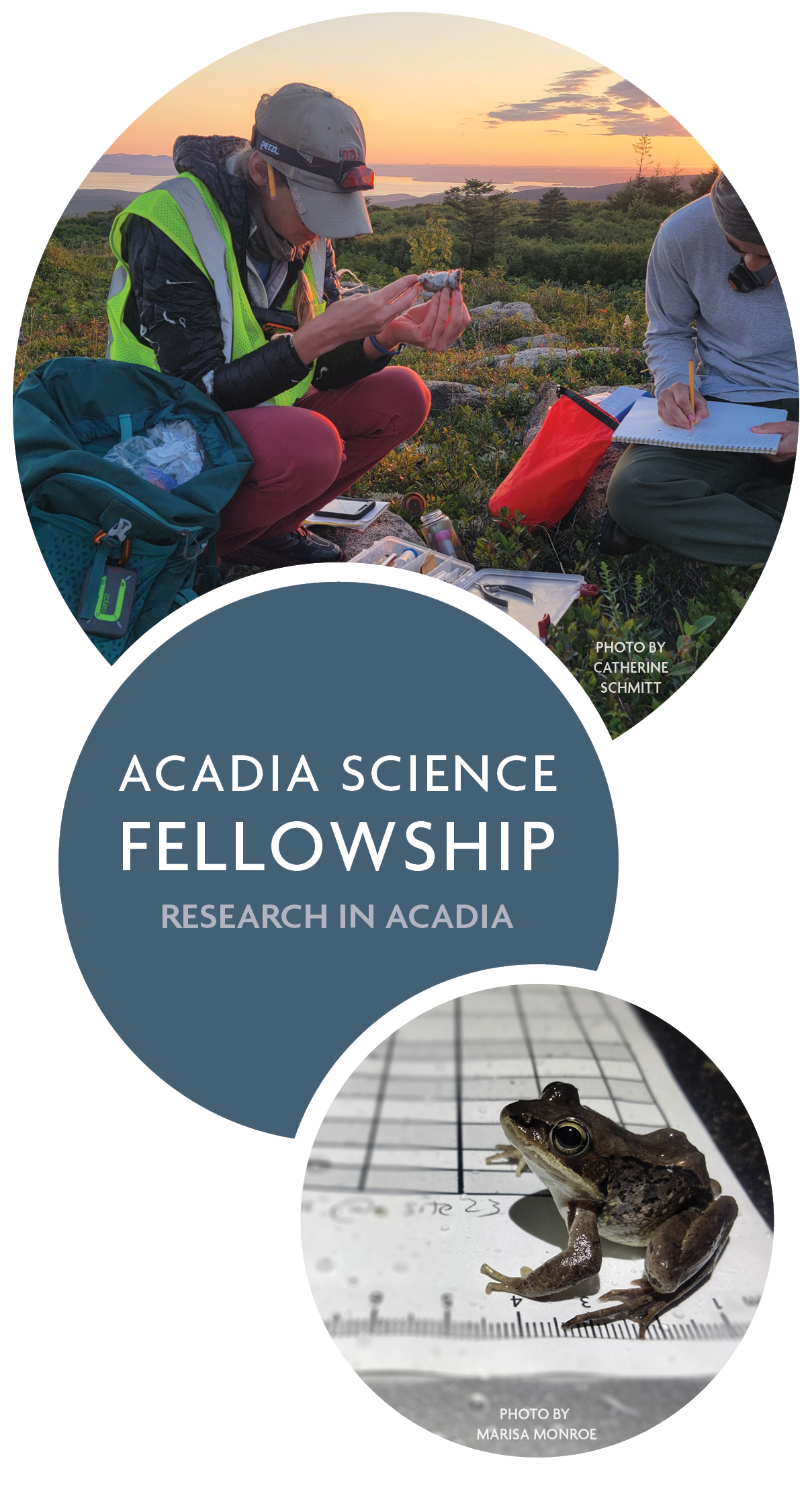 Collage graphic featuring (at top) two researchers holding a mouse near the top of a mountain in Acadia at dawn, and (at bottom) a frog sits on a piece of paper at night