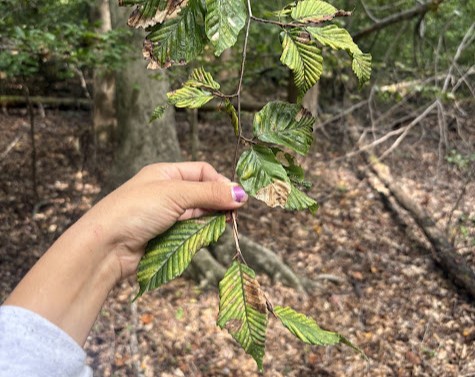 Beech Leaf Disease observed at a Fredericksburg National Battlefield monitoring plot for the first time in 2025 