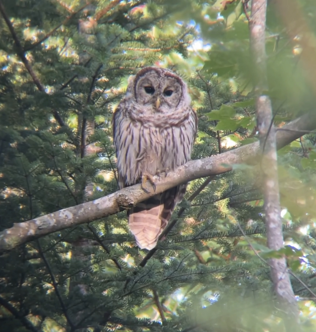 A Barred Owl perches on a tree branch