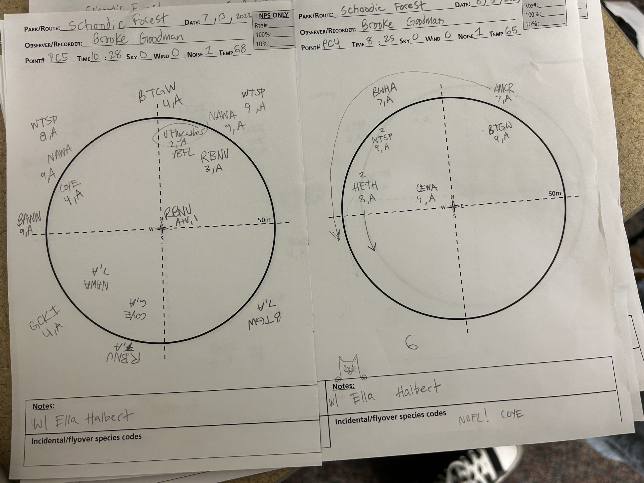 Point count data sheets, with doodles from the pre-count settlement period.