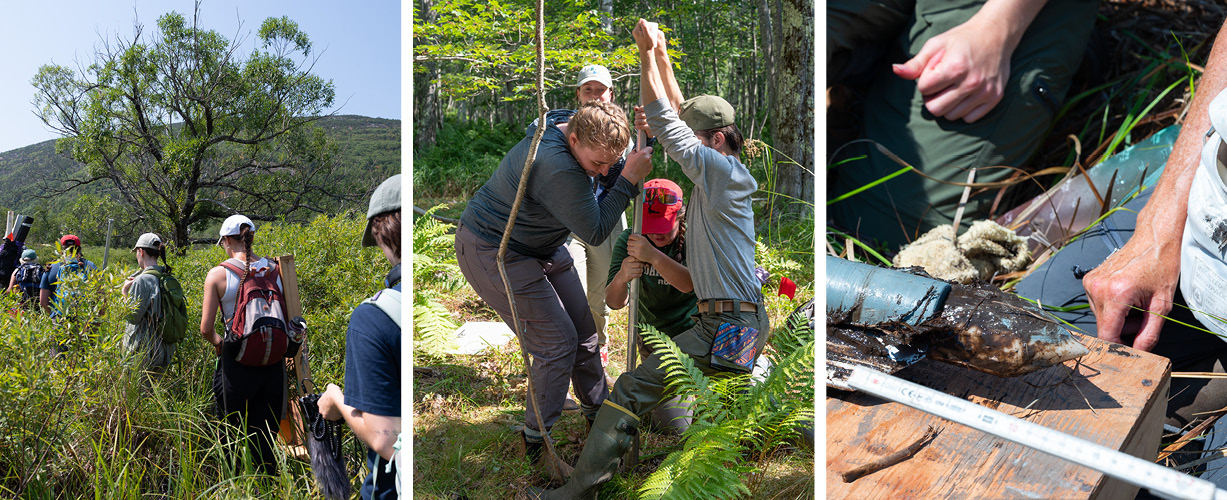 Three photo collage, featuring from left to right, 1) A team of National Park Service, Friends of Acadia and Schoodic Institute staff trek out into Great Meadow to assist Andrea Nurse in a soil coring. 2) The team pushes the metal corer into the wetland to collect a soil sample. 3) A look at the eight thousand year old glacial marine clay at the bottom of these soil cores. 