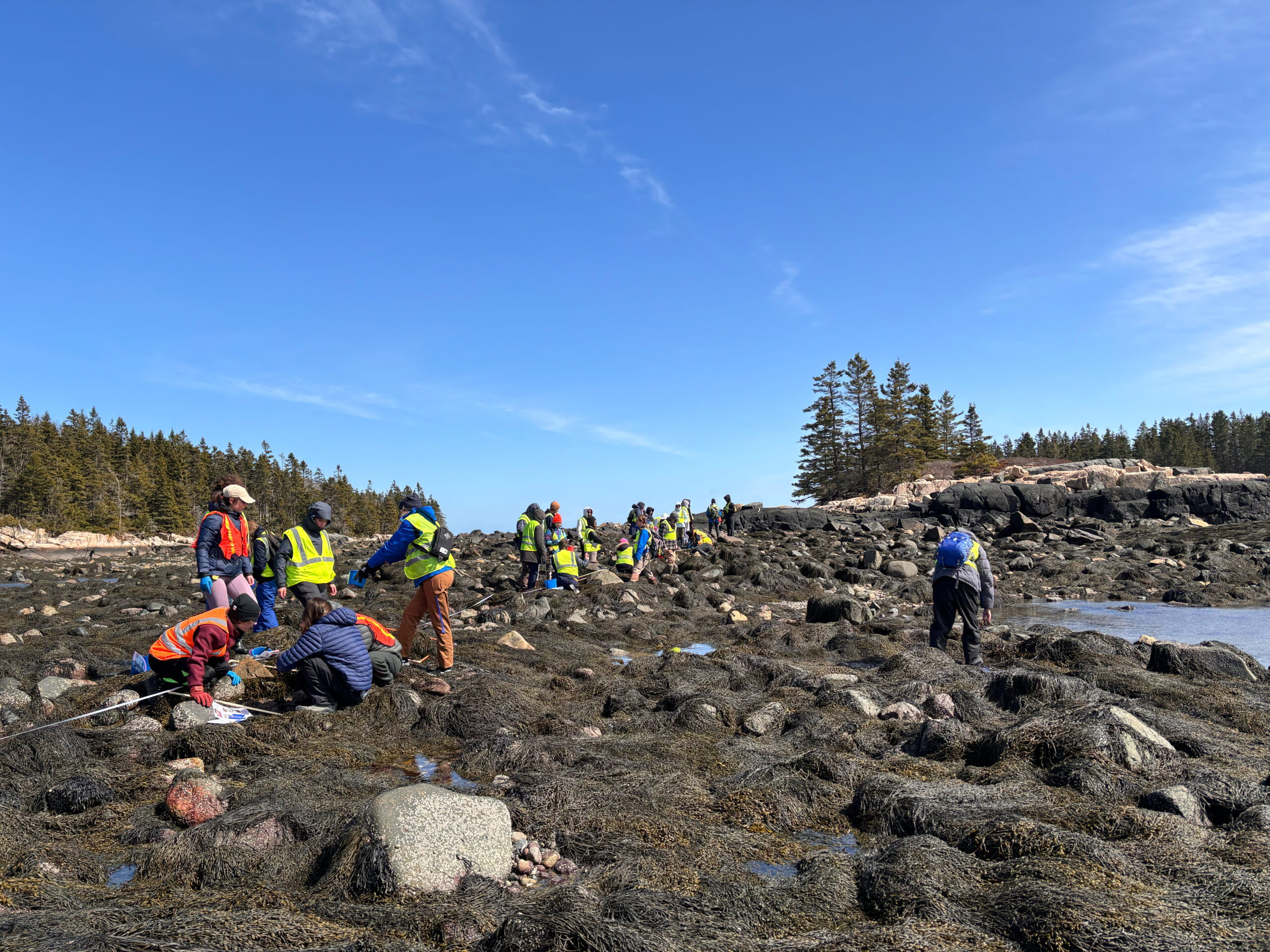 A group of students meander through the seaweed at lowtide while participating in an invasive green crab study