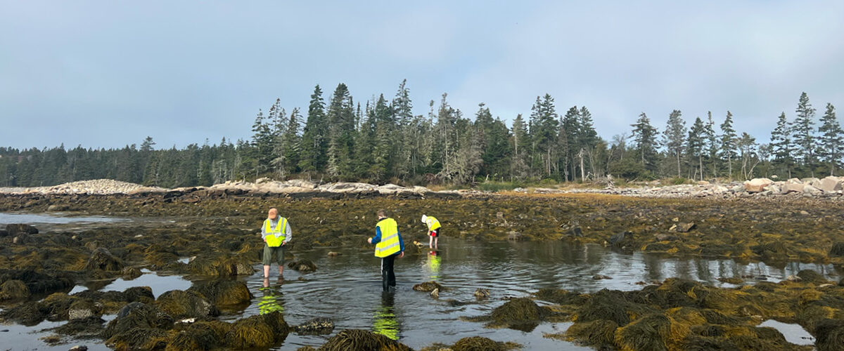 Three people trudge through the seaweed at lowtide on the Schoodic Peninsula