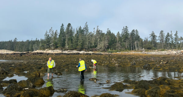 Three people trudge through the seaweed at lowtide on the Schoodic Peninsula