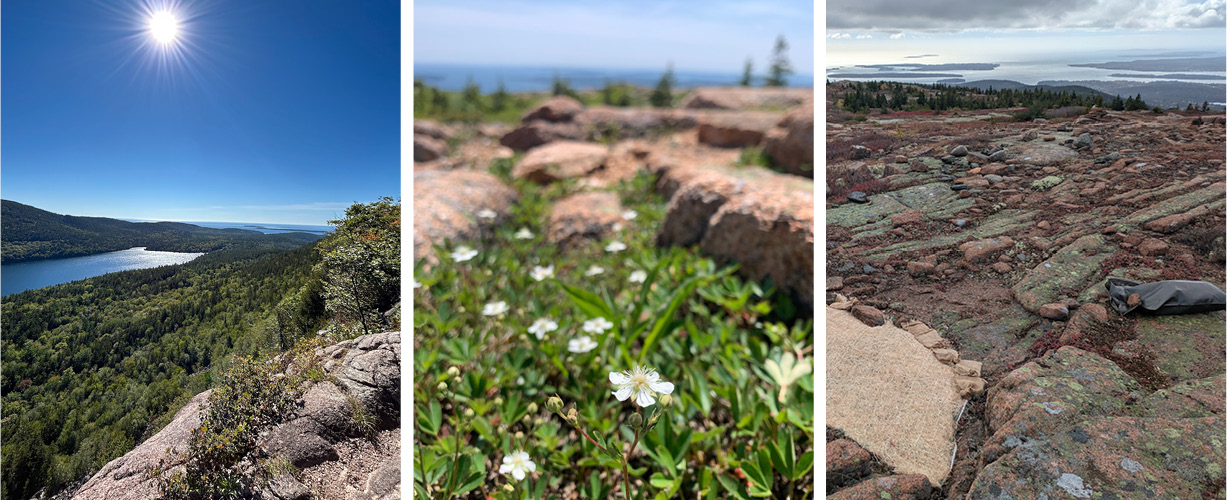 Three-image collage featuring, from left to right: 1) View of Jordan Pond from a vista point along the Jordan Cliffs trail 2) Three-toothed cinquefoil, one of the sub-alpine plants that thrives on Acadia’s coastal mountain summits 3) A finished restoration plot on Sargent Mountain at the end of the season