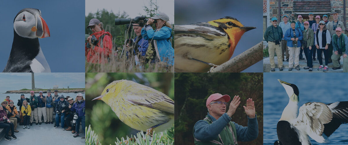 Collage of 8 photos featuring birds and birding groups