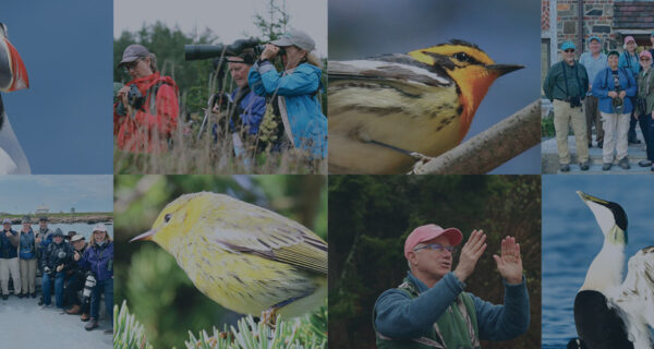 Collage of 8 photos featuring birds and birding groups