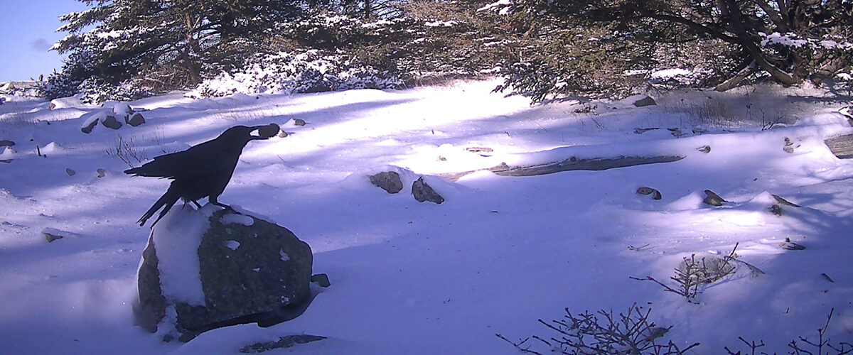 American crow with a green sea urchin