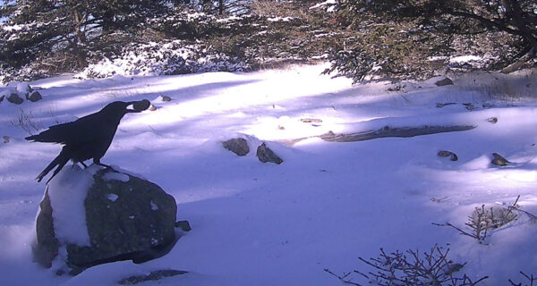 American crow with a green sea urchin
