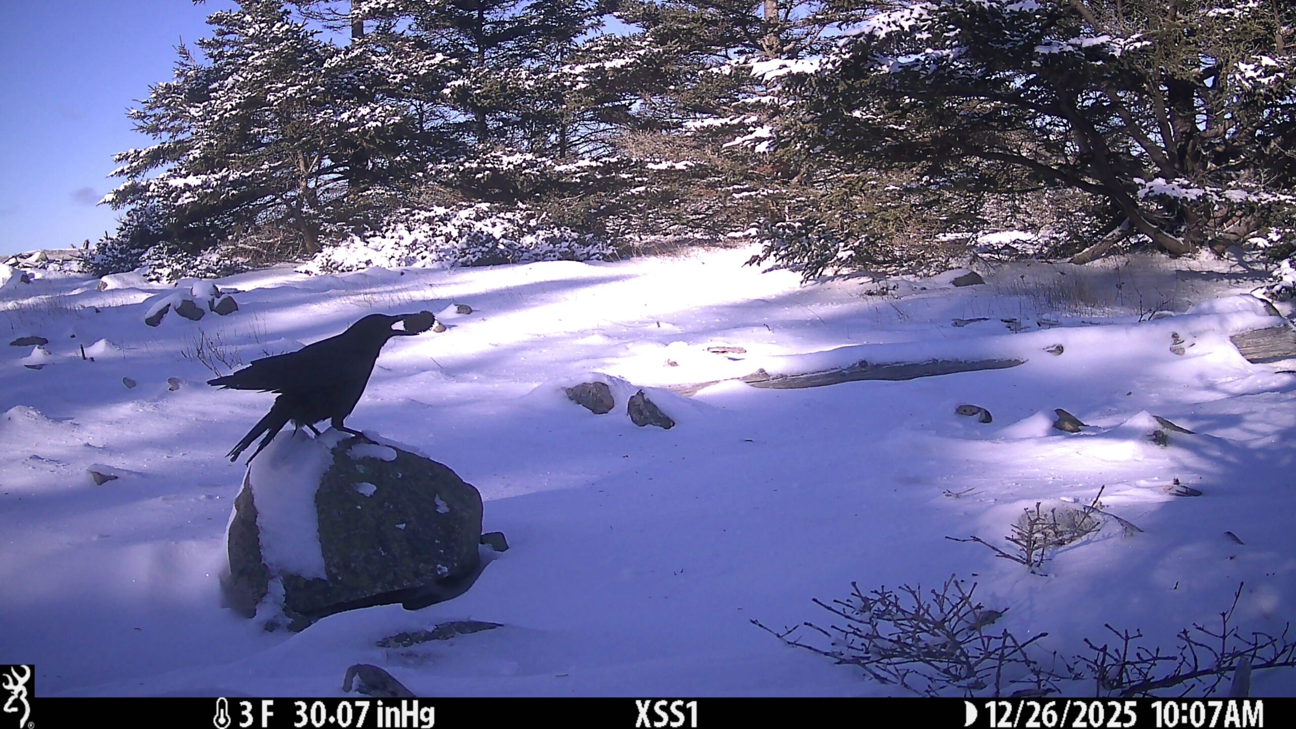 American crow with a green sea urchin