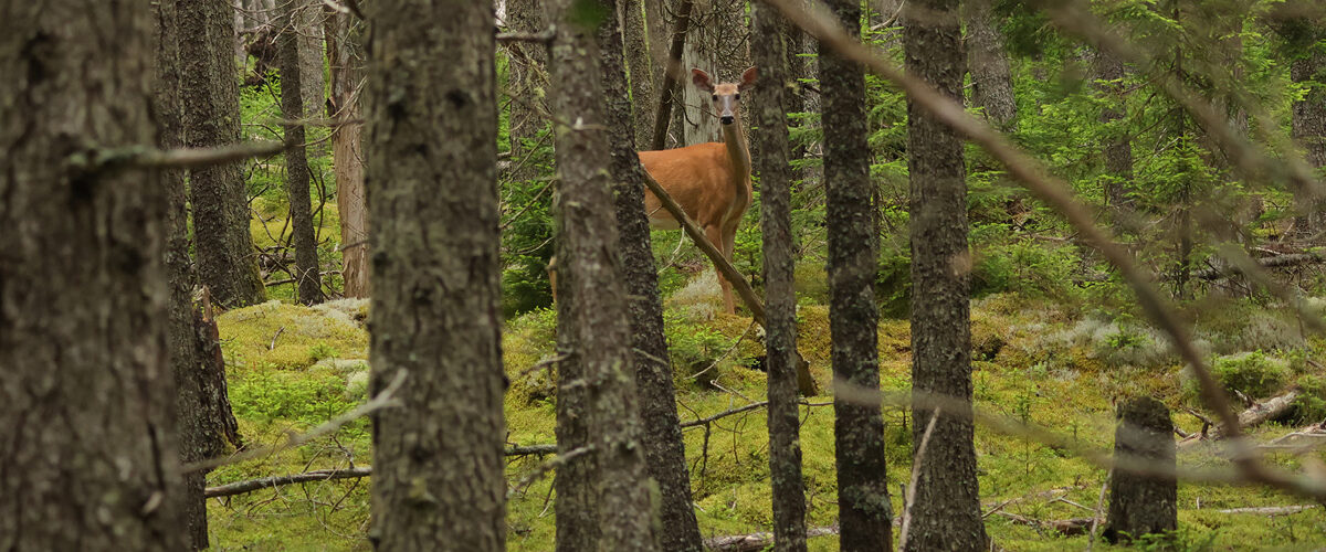 A deer peers through the trees of a coastal forest