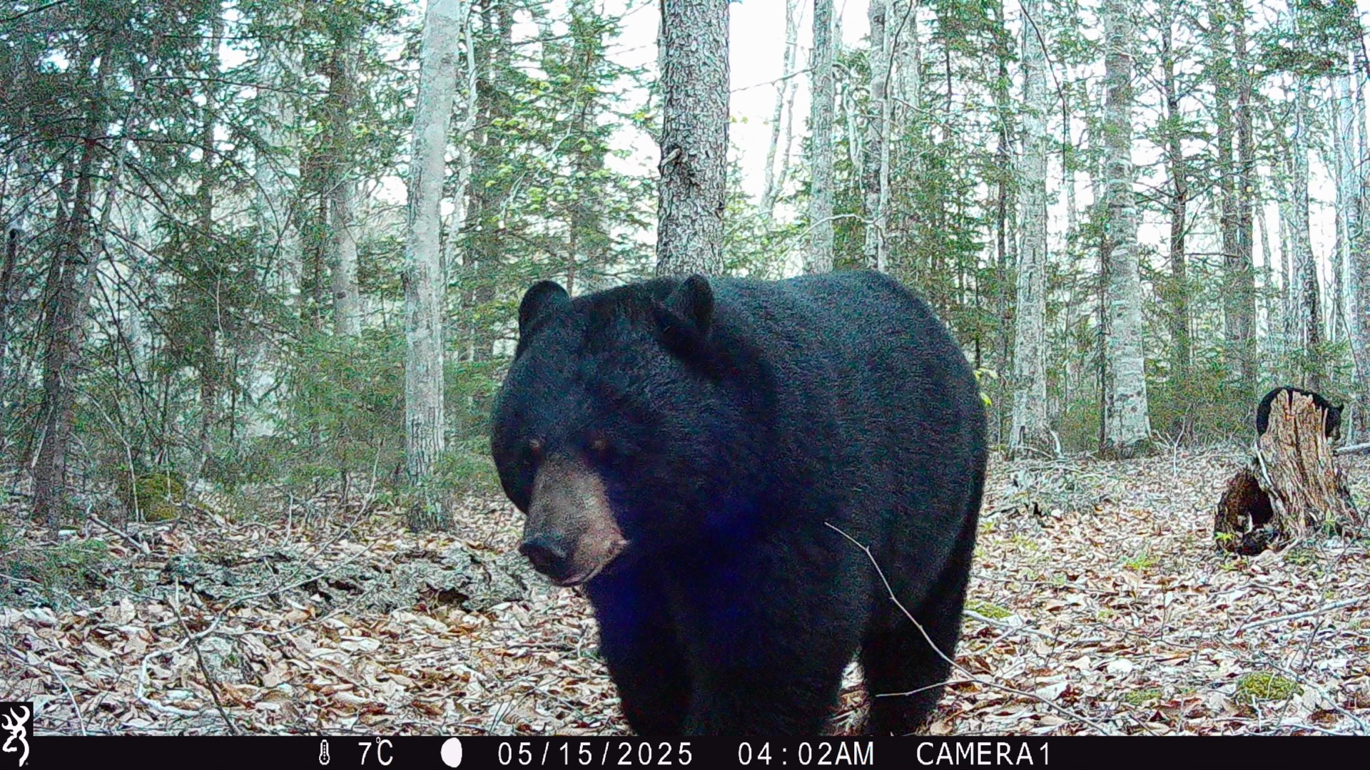 Black bear in Acadia