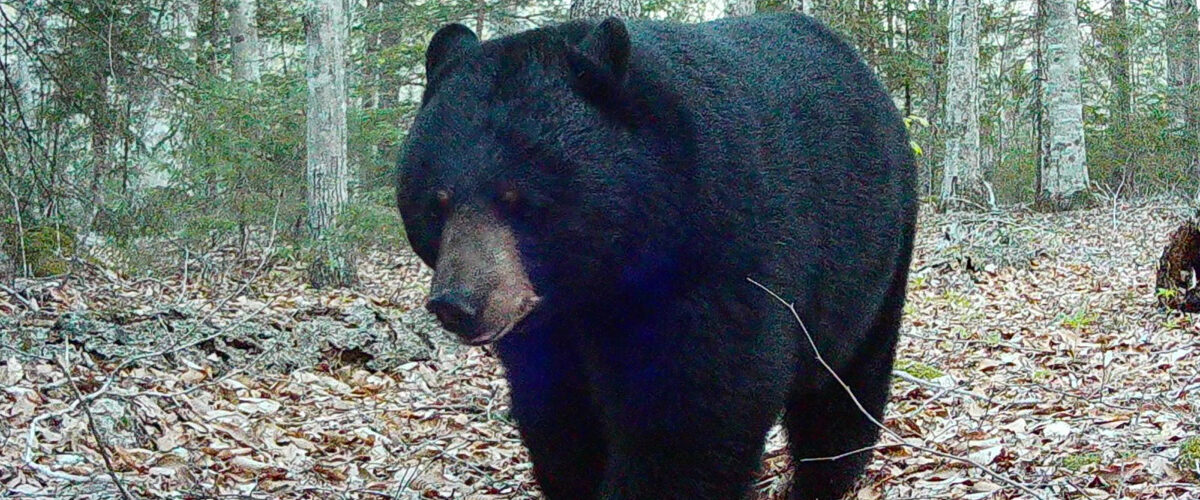 Black bear in Acadia