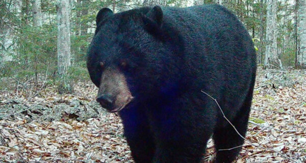 Black bear in Acadia