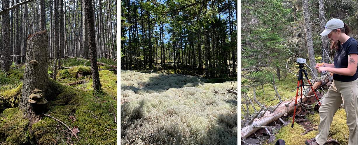 Three-image collage featuring from left to right: 1) Tall, grey-barked trees standing watch over a blanket of emerald green moss in Blackwoods forest. 2) A bright patch of reindeer lichen spreading along the forest floor in Blackwoods. 3) Gillian Audier, this year’s Cathy and Jim Gero Acadia Early-Career Fellow in Science Research, conducting a point count bird survey in the coastal spruce forests of Mount Desert Island.