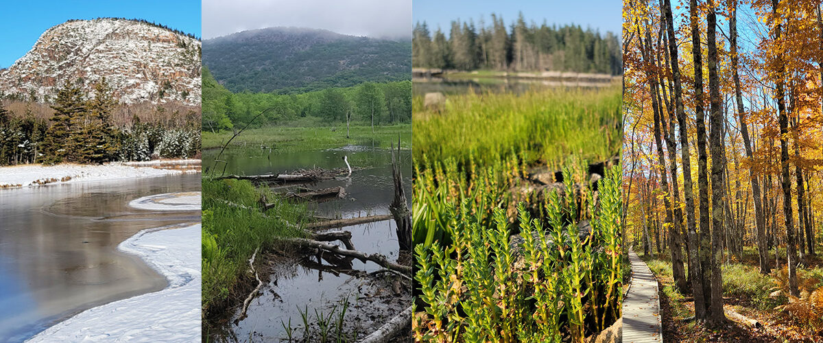 Collage featuring four images of different wetlands in Acadia during (from left to right) winter, spring, summer, and fall
