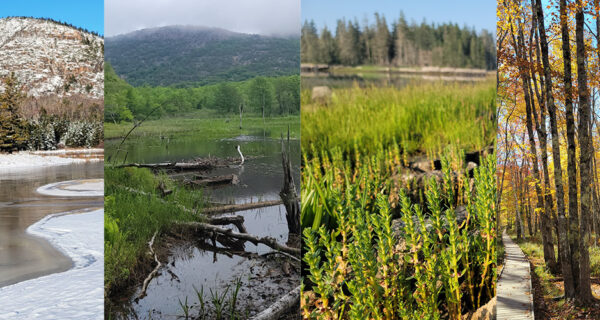 Collage featuring four images of different wetlands in Acadia during (from left to right) winter, spring, summer, and fall