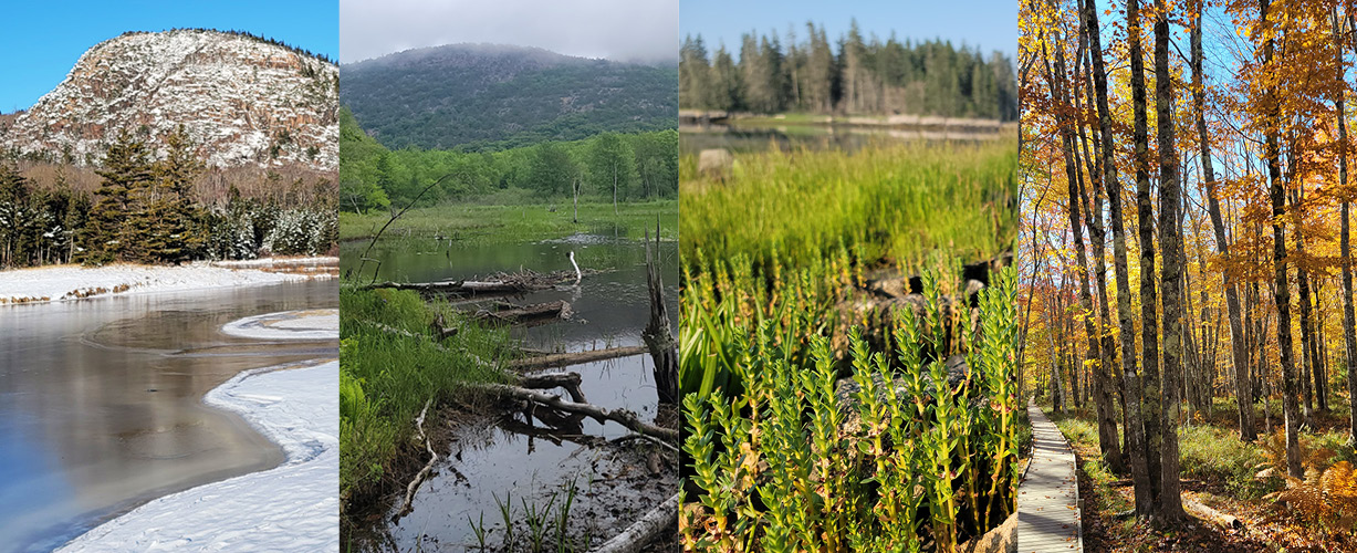 Collage featuring four images of different wetlands in Acadia during (from left to right) winter, spring, summer, and fall