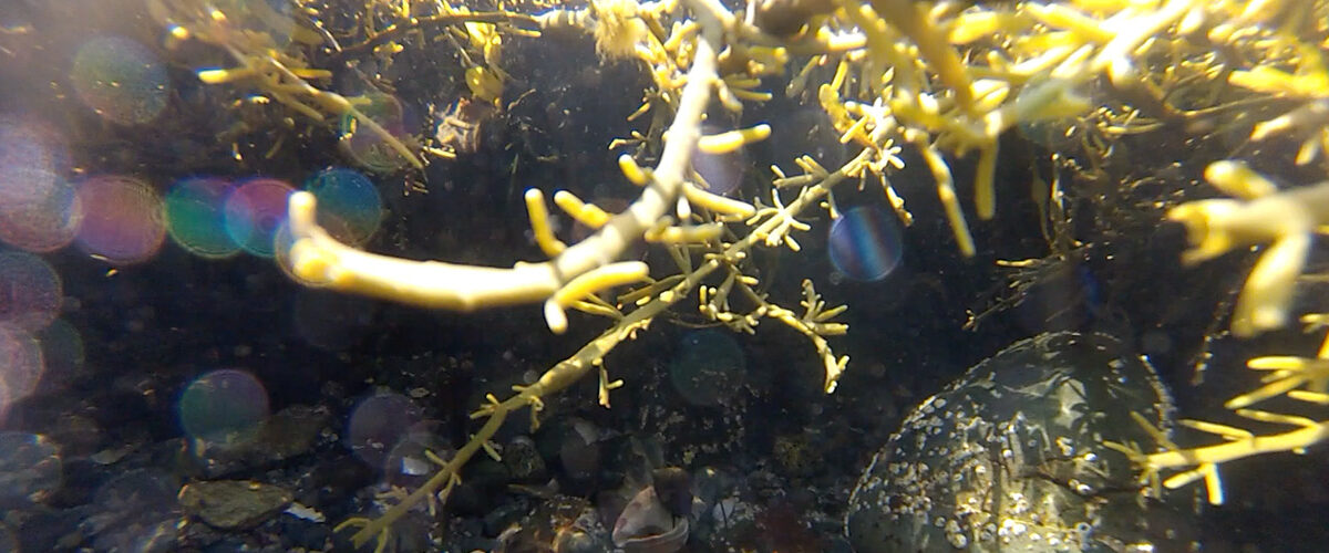 Close-up view of rockweed below the water's surface