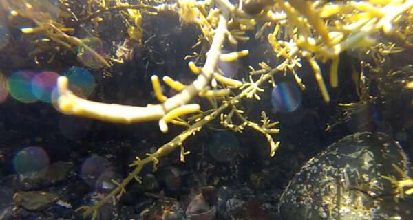 Close-up view of rockweed below the water's surface