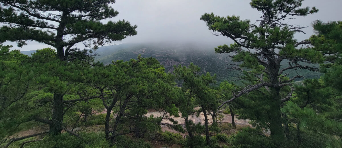 Pitch pines on Dorr Mountain