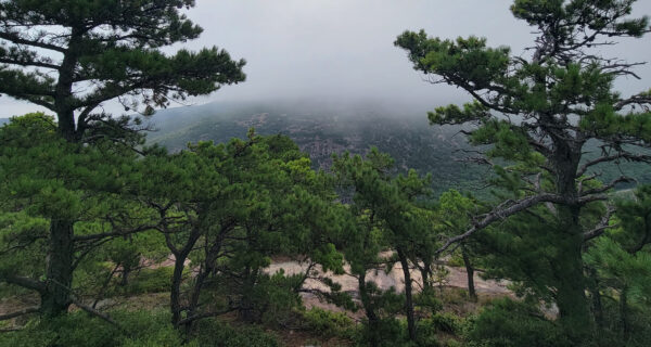 Pitch pines on Dorr Mountain
