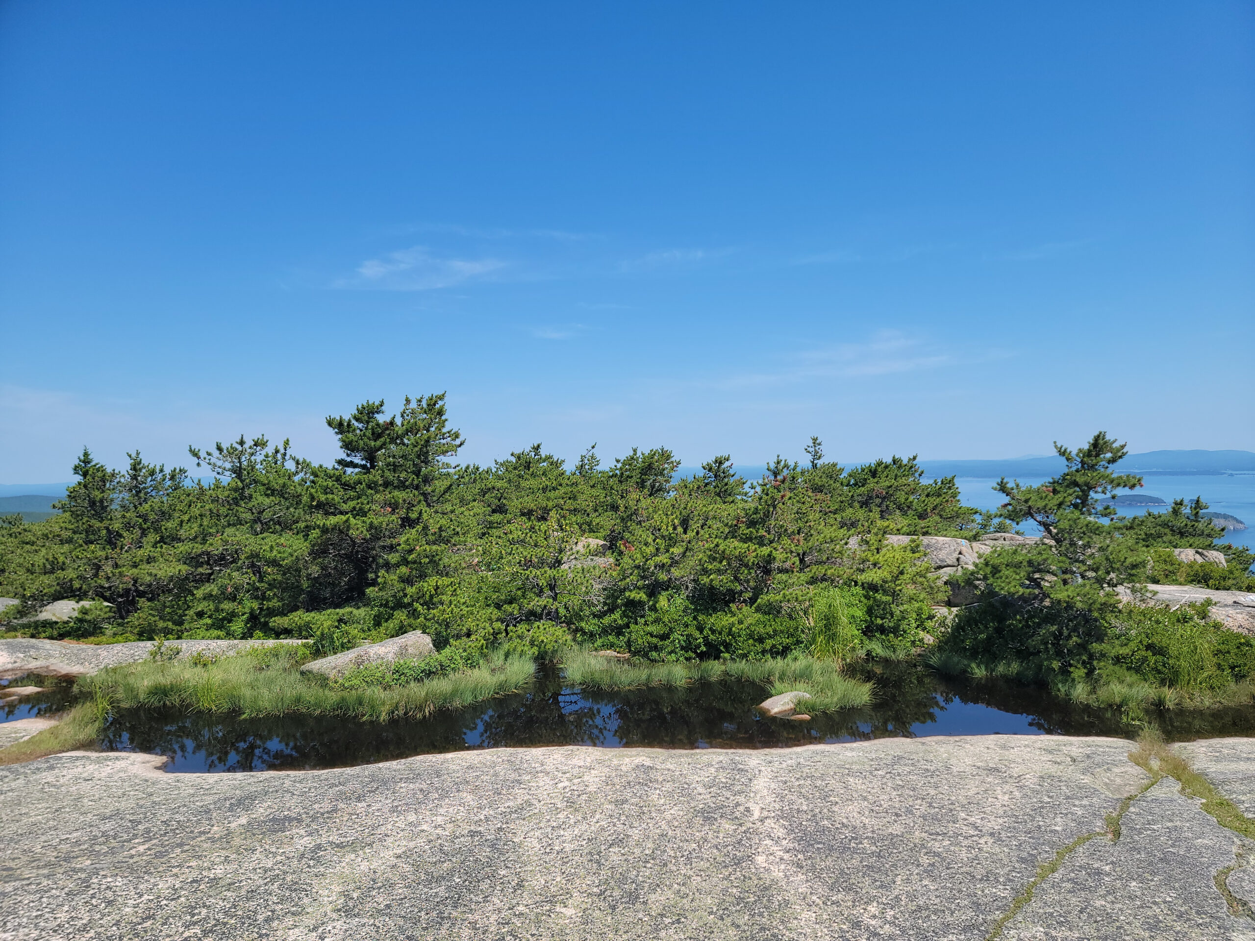 Pitch pines in Acadia