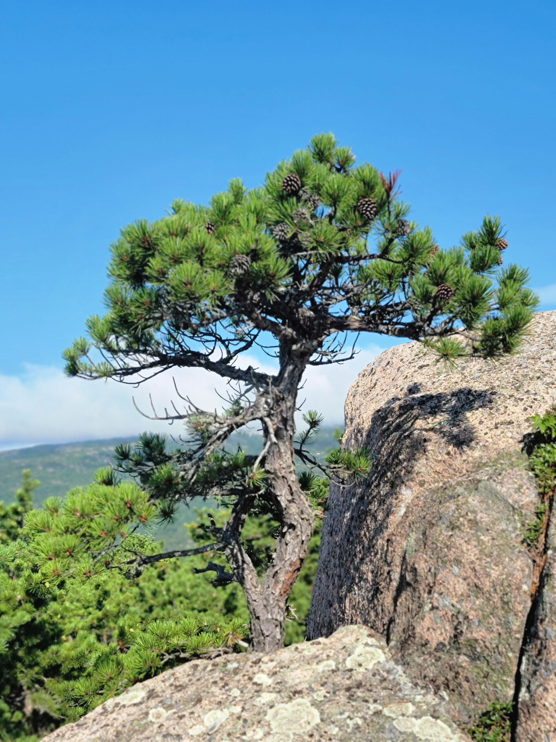 Pitch pines on Dorr Mountain