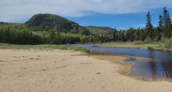 scenic view of a stream flowing through a sandy beach with trees and a forested hill in the background