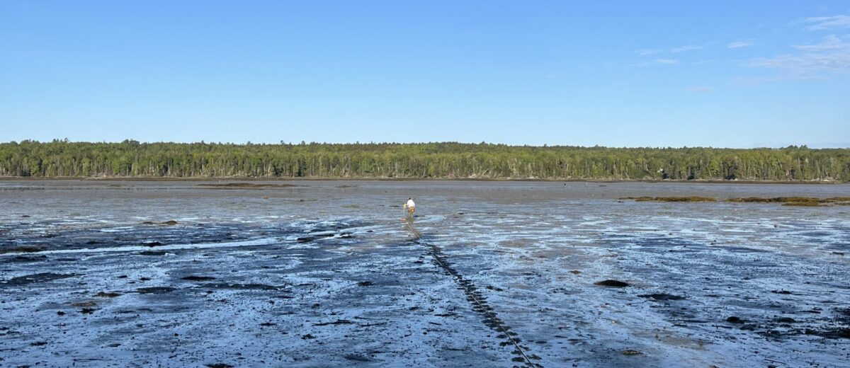 view of a line of footsteps across a mudlat under a blue sky